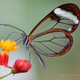 Illustration for article titled The Strange Cuteness of Insect Portraits